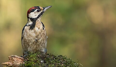 Foto van de uitreiking